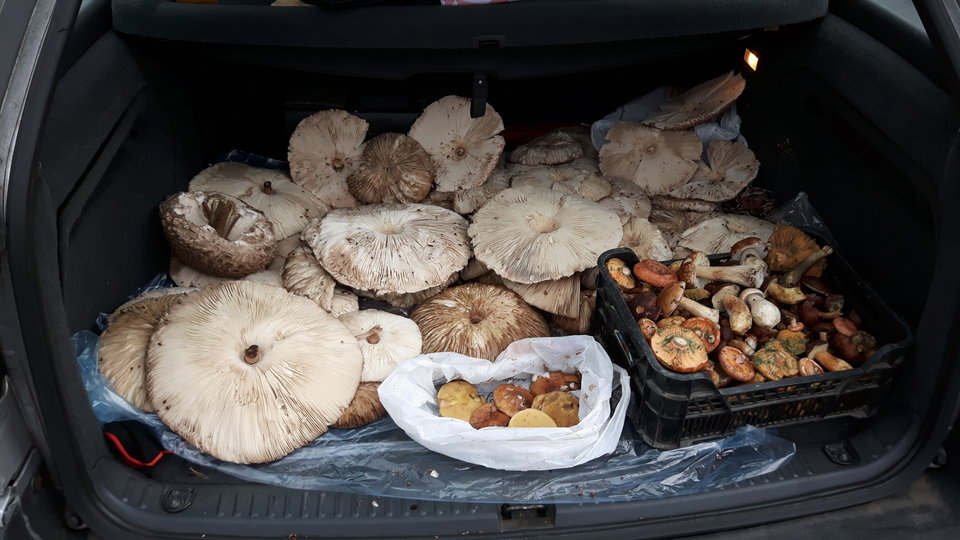 20170924_164702.jpg - rafixxx1