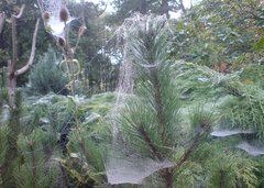 Pająki tkały welon twój....JPG