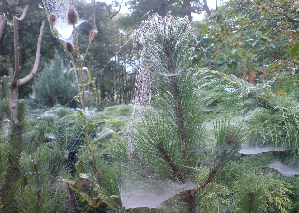 Pająki tkały welon twój....JPG - Discoverer