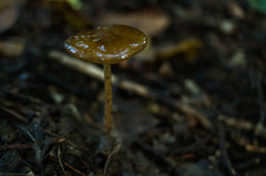 Szklisty grzybek