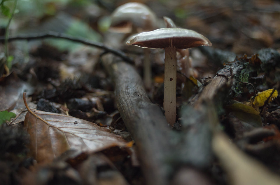 A tu grzybek - mystic