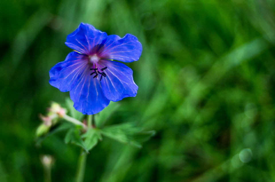 A tu kwiotek - mystic