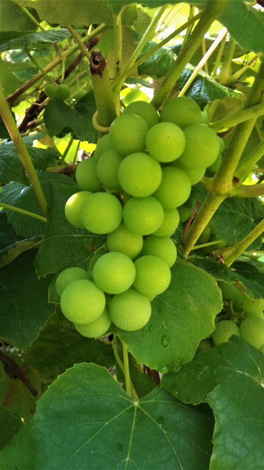 DSC_1065.jpg - Piter53