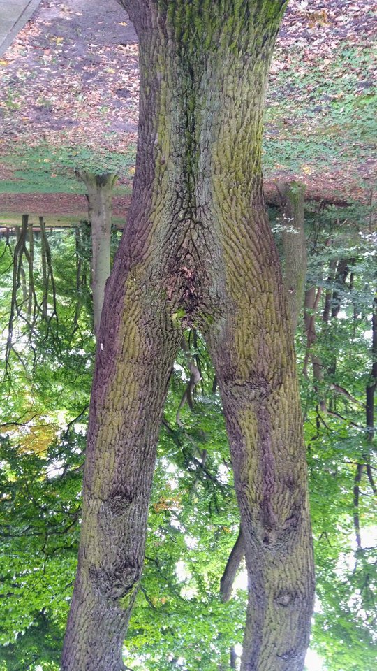 IMG_20170923_143533~2.jpg - PozPar