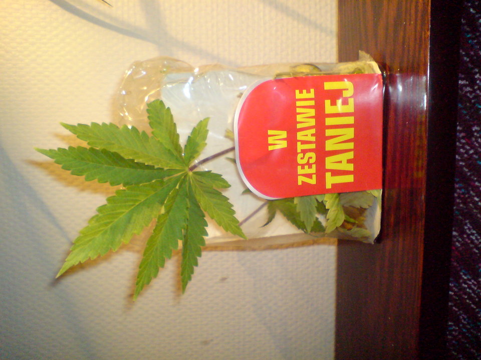 DSC03075.JPG - szakal13