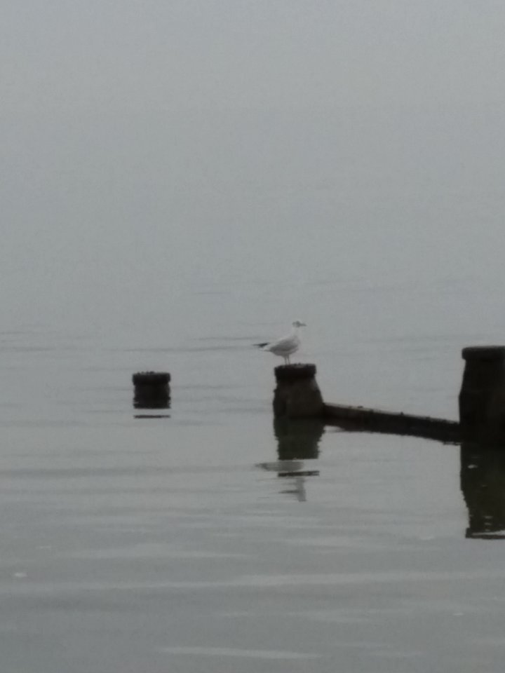 IMG_20161029_112147.jpg - panon1111