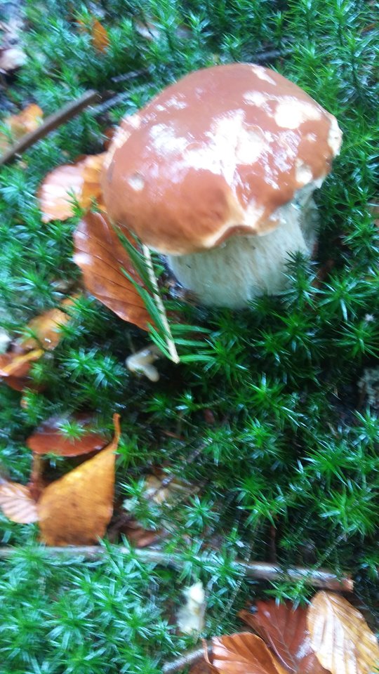 20171007_102503.jpg - ewawojtek8074