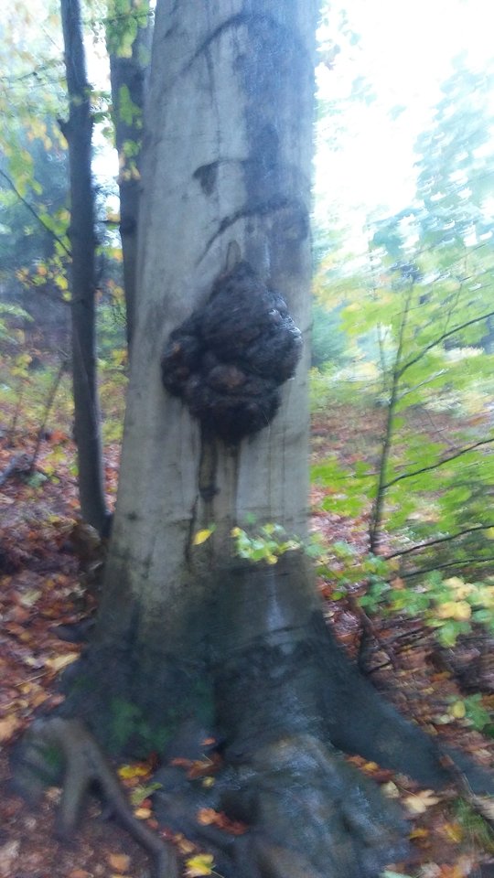 20171008_104059.jpg - ewawojtek8074