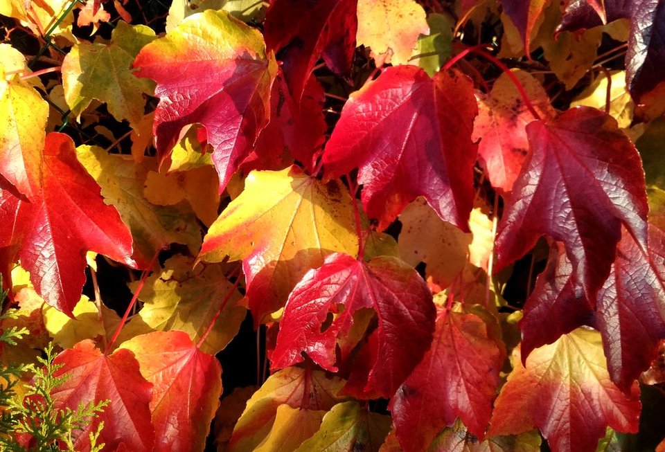 20171015_165156rs.jpg - carramba