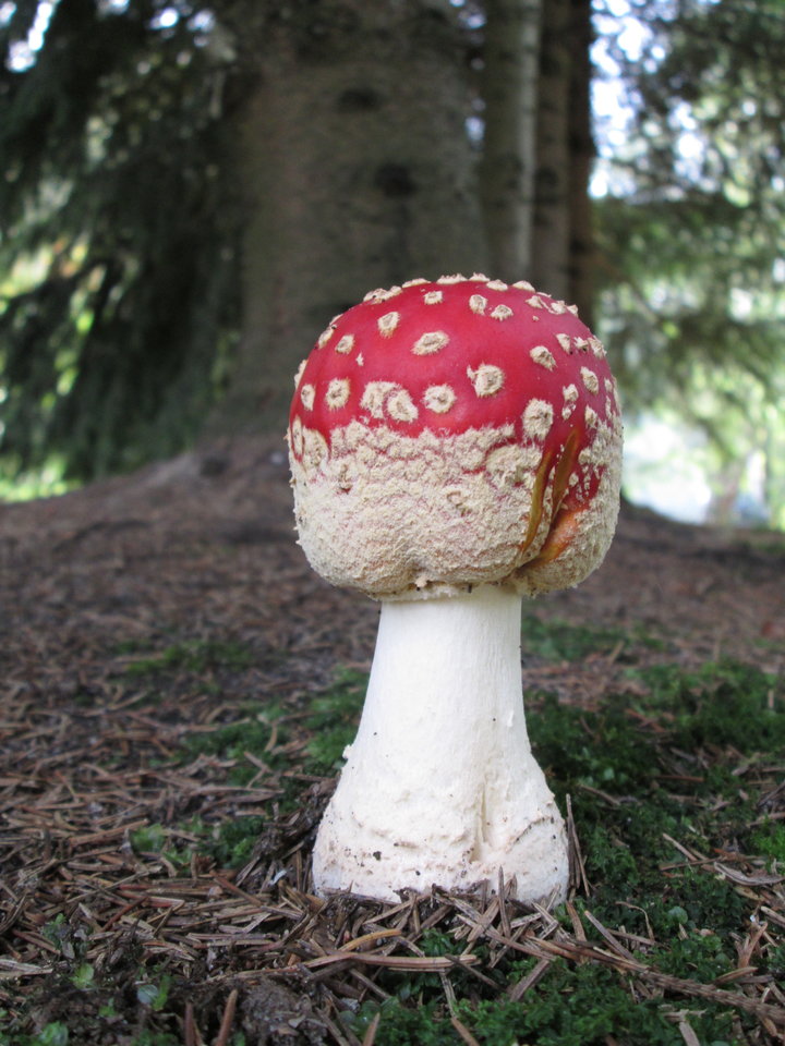 Obraz 092.jpg - DajeWam