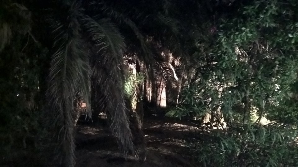 WP_20171020_21_49_21_Pro.jpg - bufo