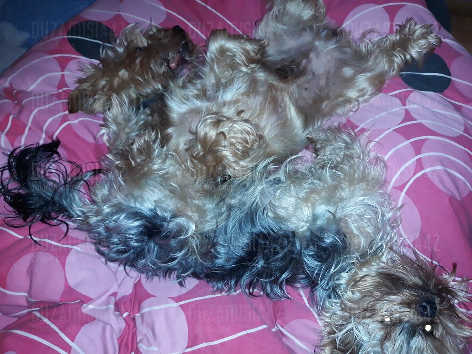 🐶🐶 - Duzamisia42