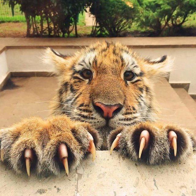 FB_IMG_1458297100992.jpg - Gdyru