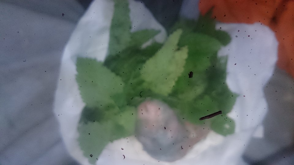 DSC_0494.JPG - zbyhof