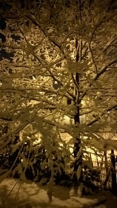 WP_20171201_027[1].jpg