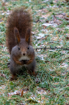 E!  człowiek, kopsnij orzeszka!