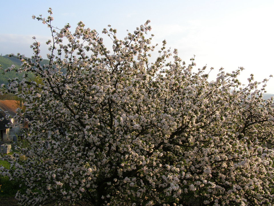 P5050412.JPG - Erion