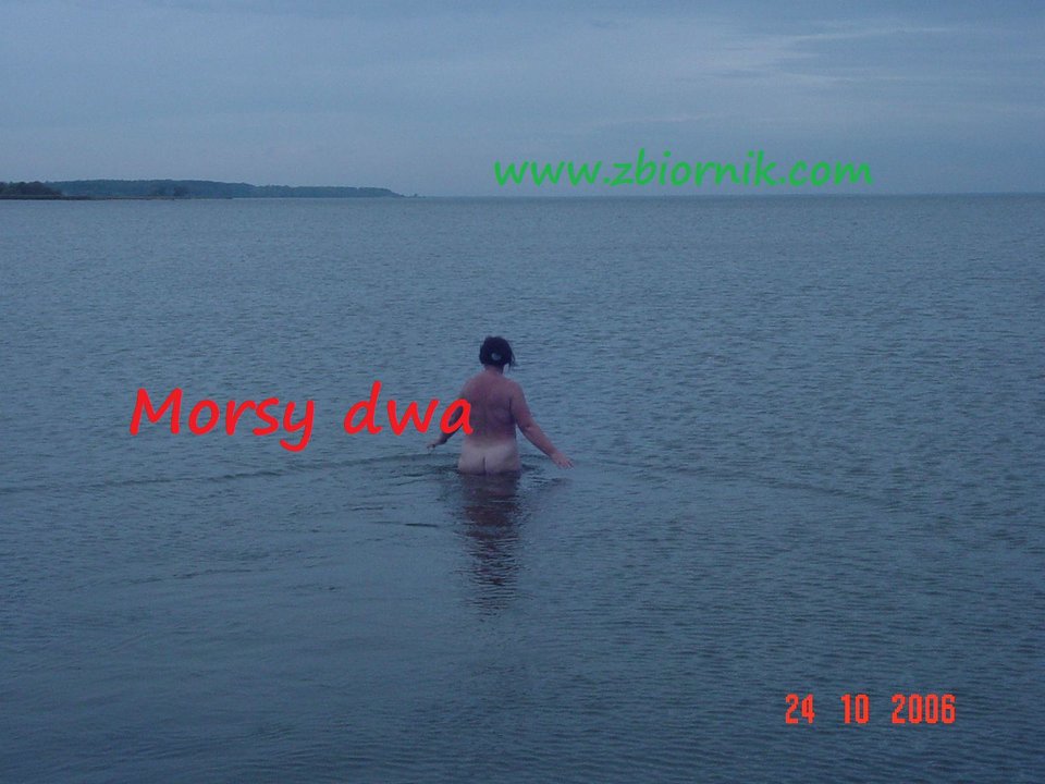 Zatoka Pucka - Morsy_dwa