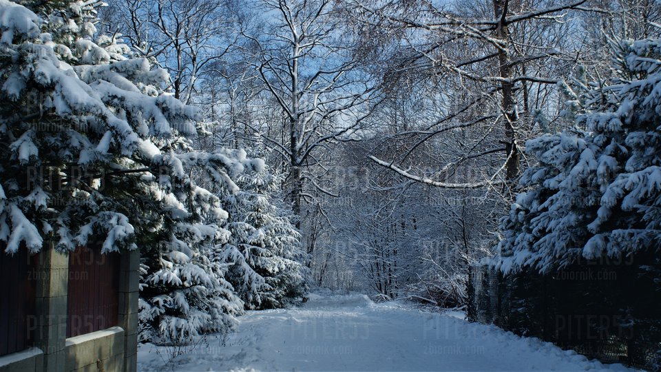 Obraz 048.jpg - Piter53