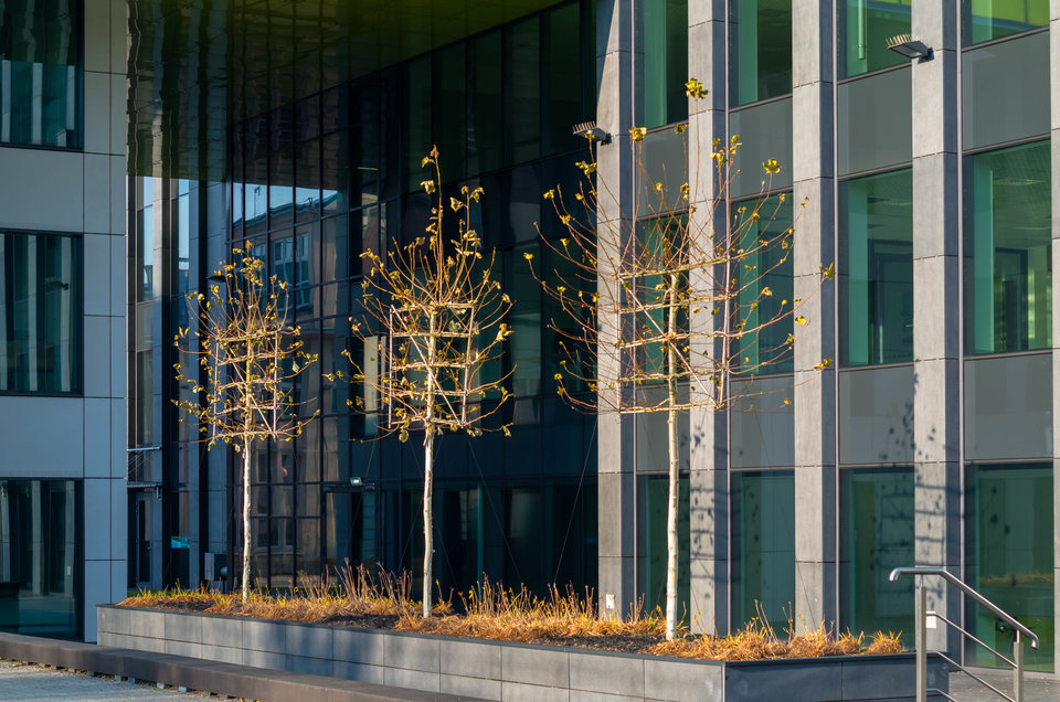 Kwadratowe drzewka - mystic