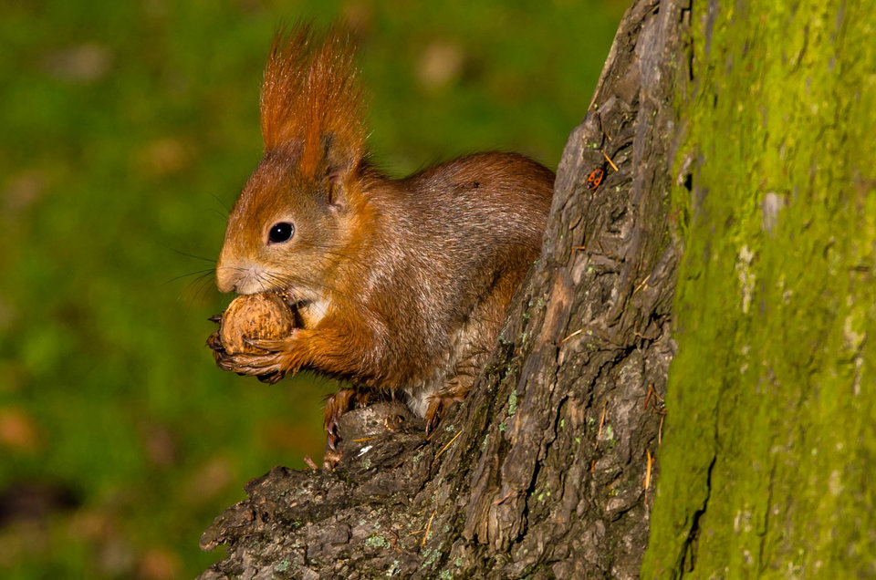 Z orzeszkiem - mystic