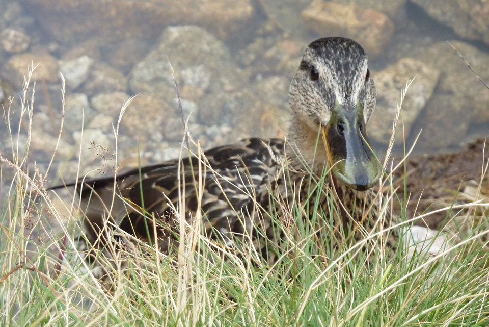 P1000691.JPG - kozak1970