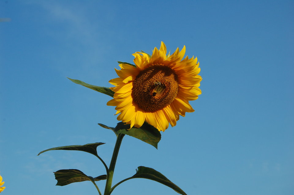 DSC_7408.JPG - KajmanK