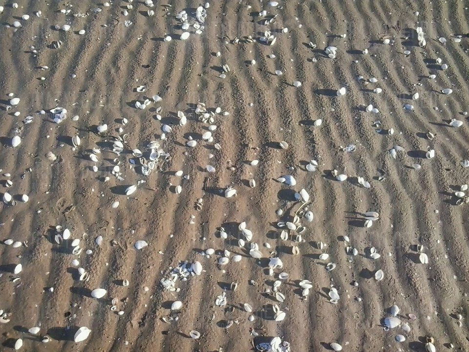 IMG-20180201-WA0001.jpg - matyldchen