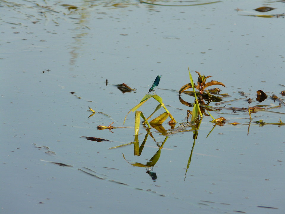 Obraz 002.jpg - skrad_dleihs