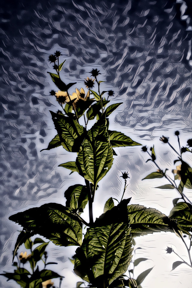 badyle.jpg - marquiz