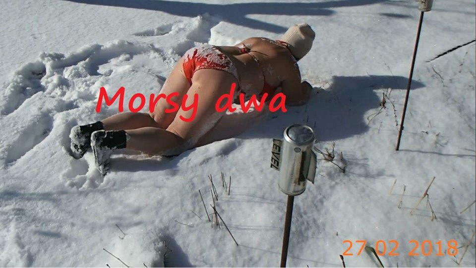 Kulanie się w śniegu. - Morsy_dwa