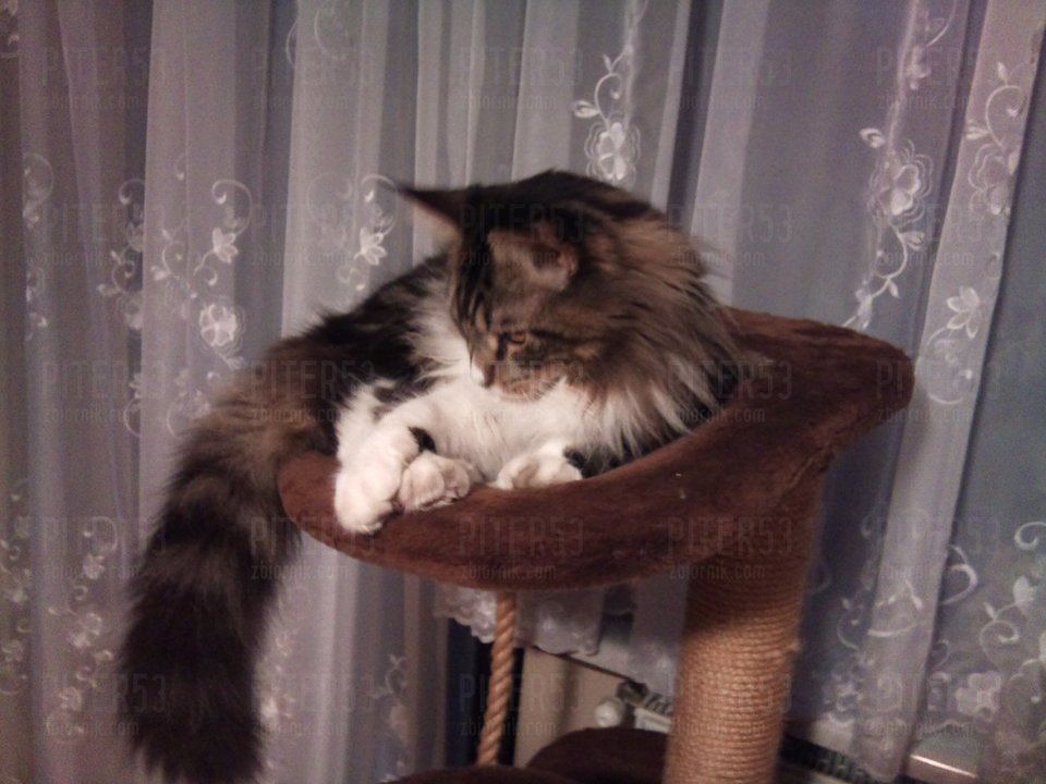 DSC_0335.jpg - Piter53