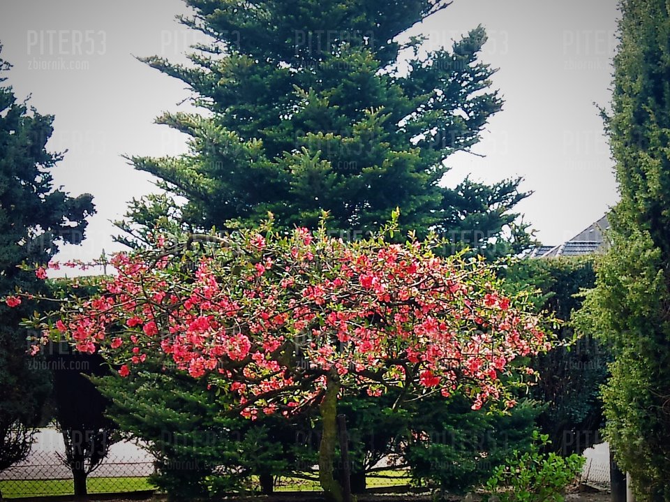 DSC_0387.jpg - Piter53