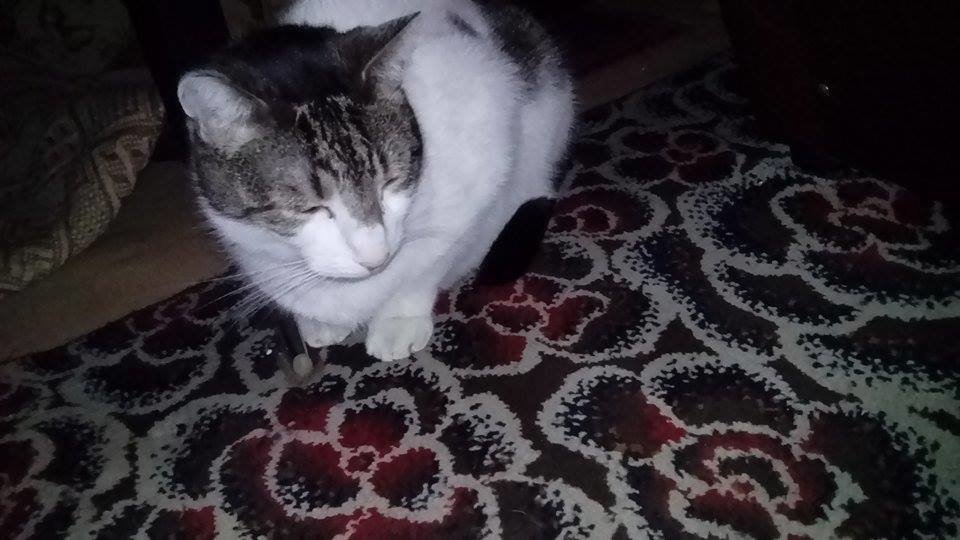 12399226_1046034135459575_1115148696_n.jpg - Adas1992