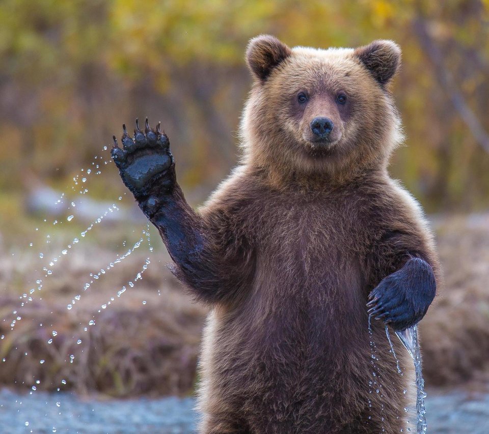 animals-200196.jpg - Brunecik79