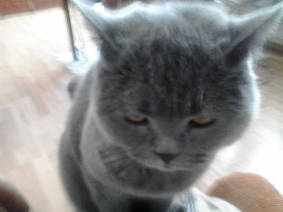 2013-01-13 11.25.15.jpg - 1Tauruss