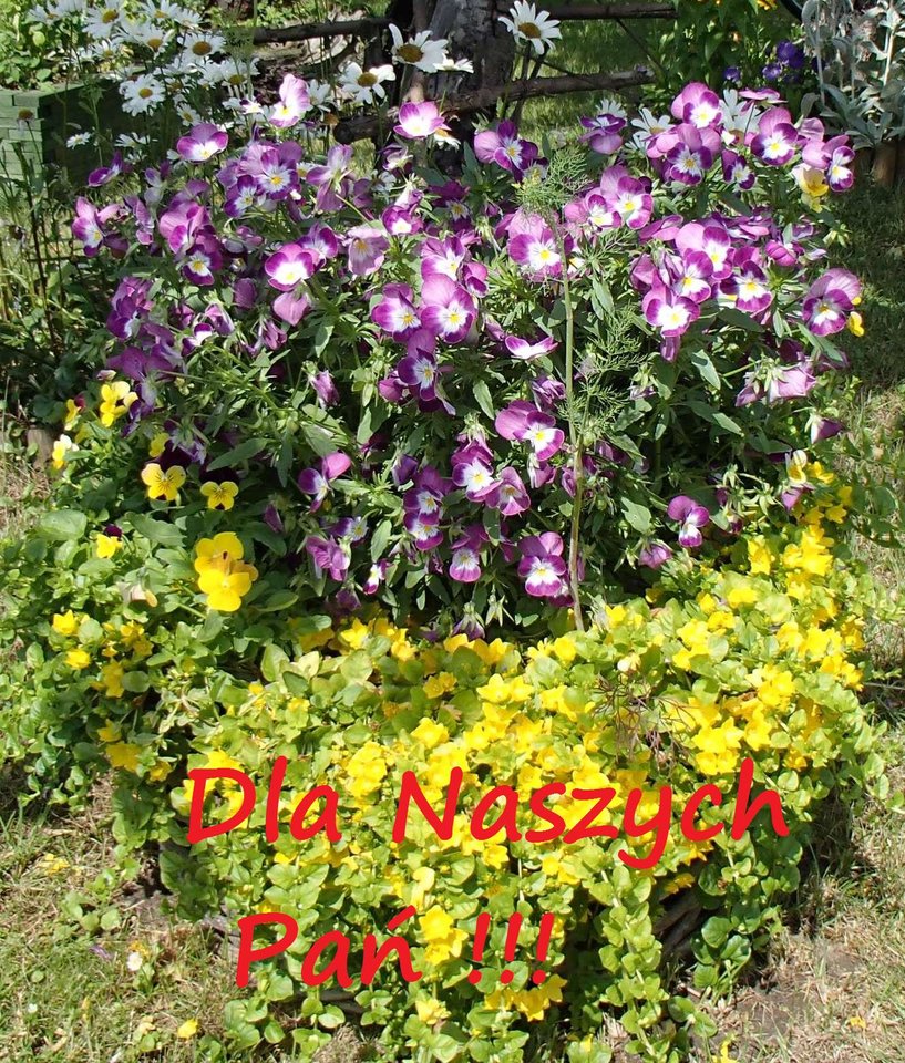 Z okazji dnia kobiet. - Morsy_dwa