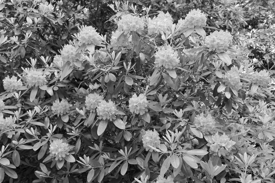 IMG_0948.jpg - mily16081976