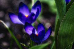 _DSC4288hcw2.jpeg