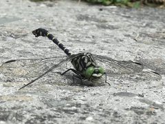 IMG_20170729_131840.jpg
