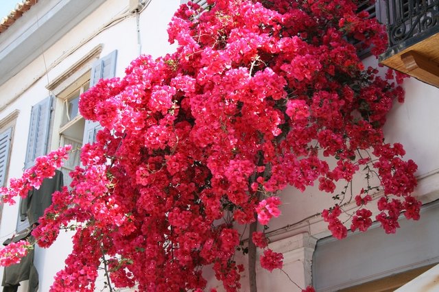 Obraz 387_2222.jpg - Wampired