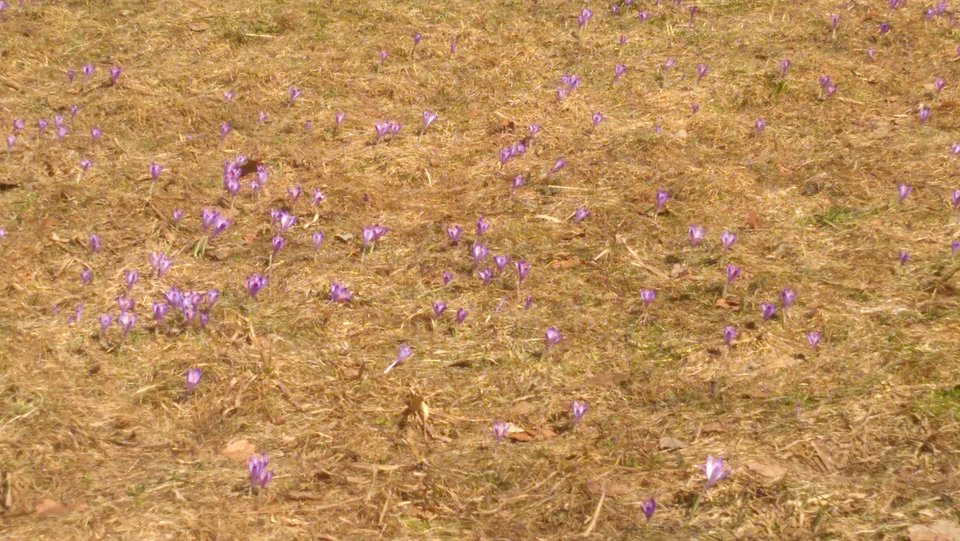 IMG_20180409_143101.jpg - DaJa_3848