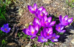 Ja też wrzucam kwiatki w kwietniu.