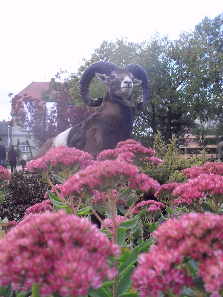 SDC12410.JPG - Wampired