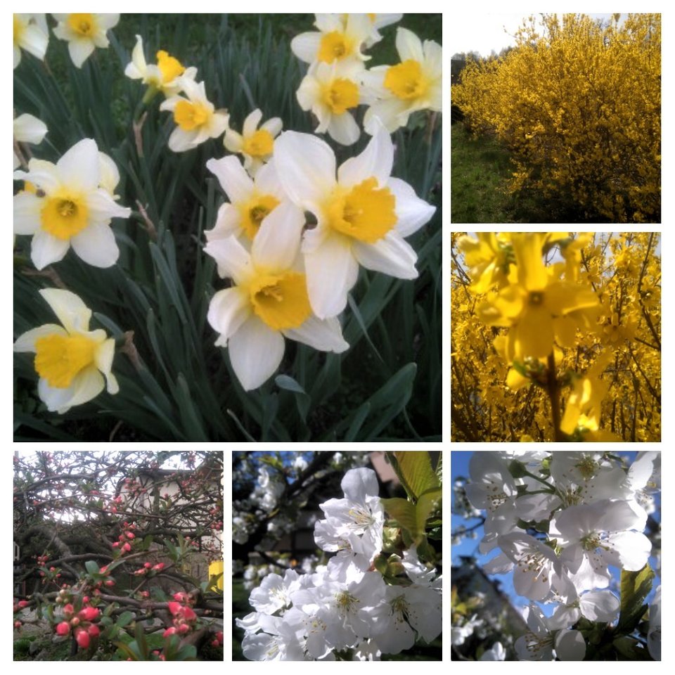 20180415_110307-COLLAGE.jpg - Piter53