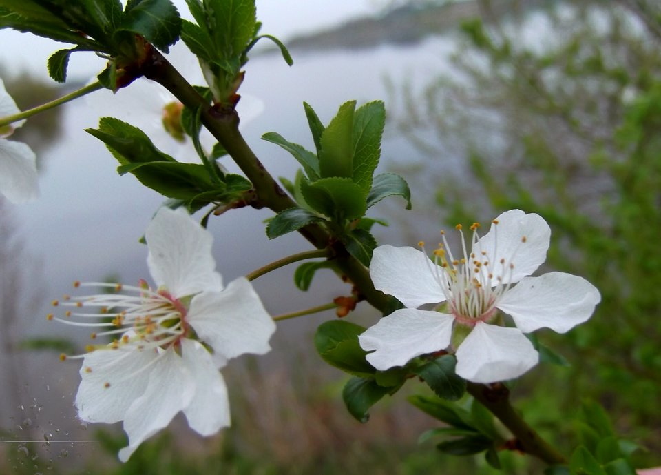 Kwiaty Mirabelki.  - adresat