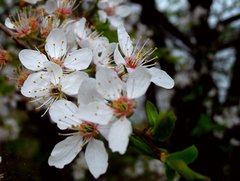 Jeszcze więcej Mirabelki 