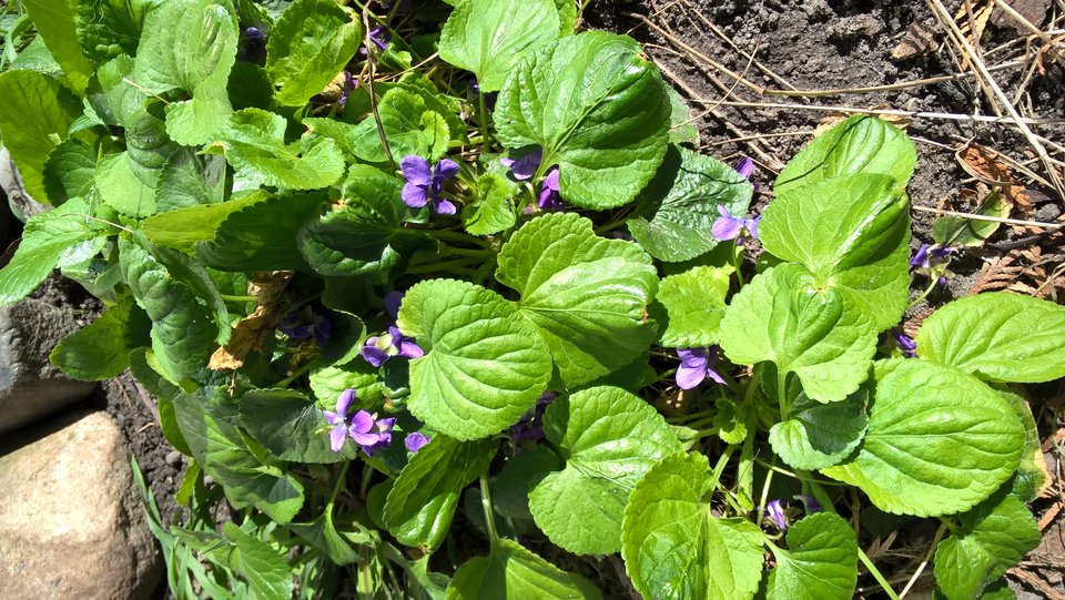 WP_20180414_11_28_37_Pro.jpg - koocio