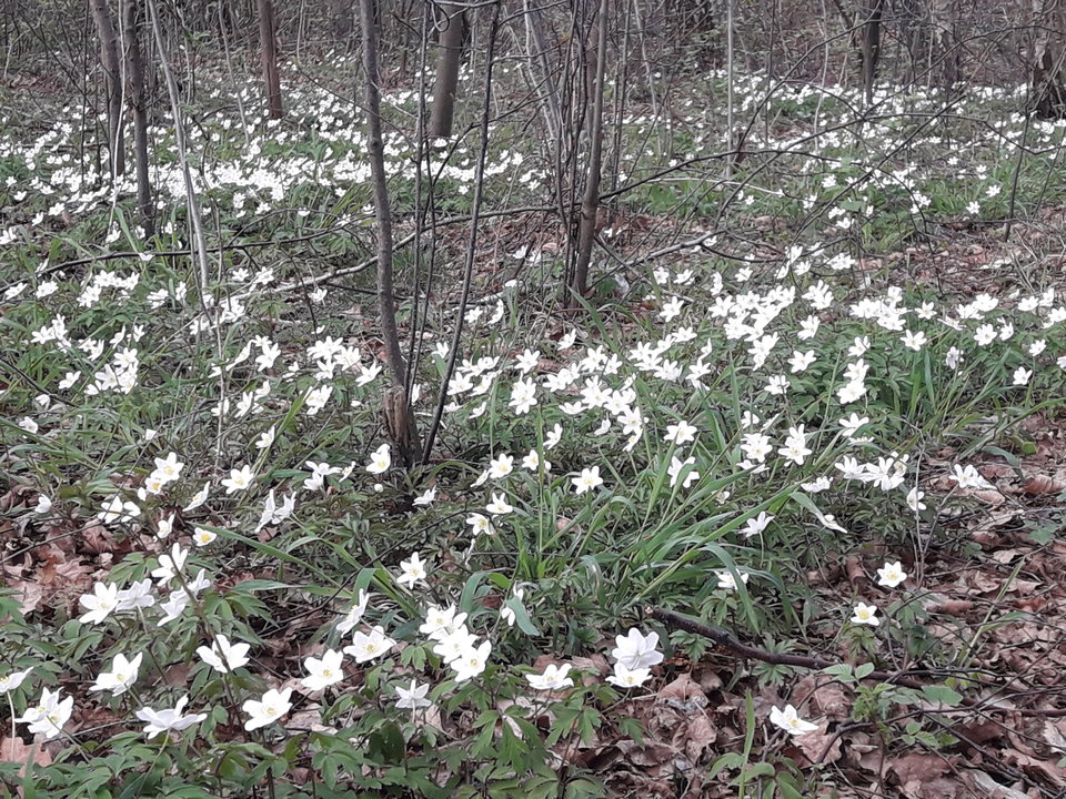 20180415_162959.jpg - wodnik50