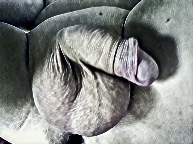 img1524029608947.jpg - dino8